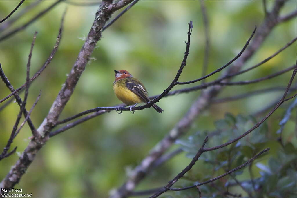 Todirostre de Luluadulte, identification