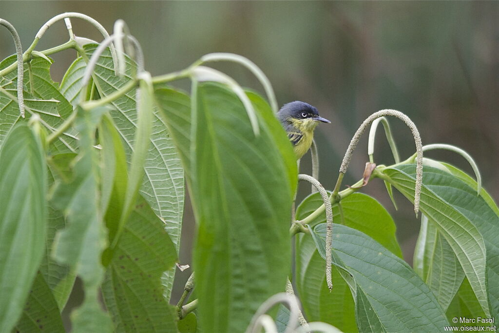 Todirostre familieradulte, identification