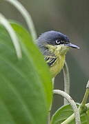 Common Tody-Flycatcher