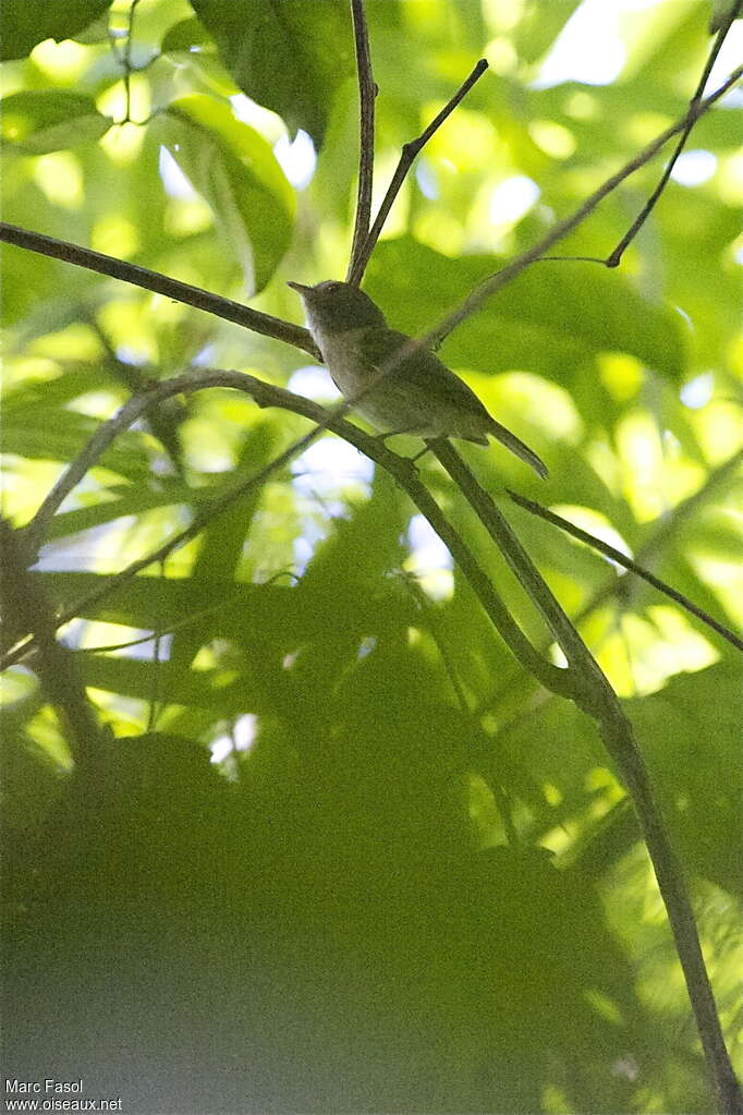 Flammulated Bamboo Tyrantadult, identification, Behaviour