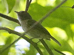 Flammulated Bamboo Tyrant