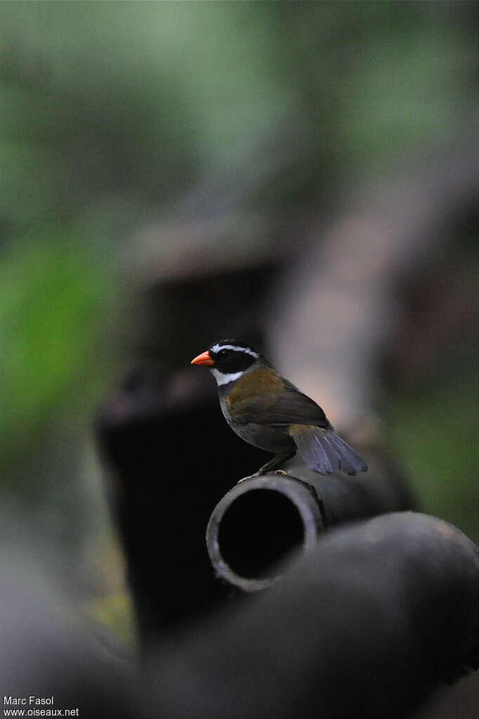 Orange-billed Sparrowadult, identification