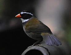 Orange-billed Sparrow