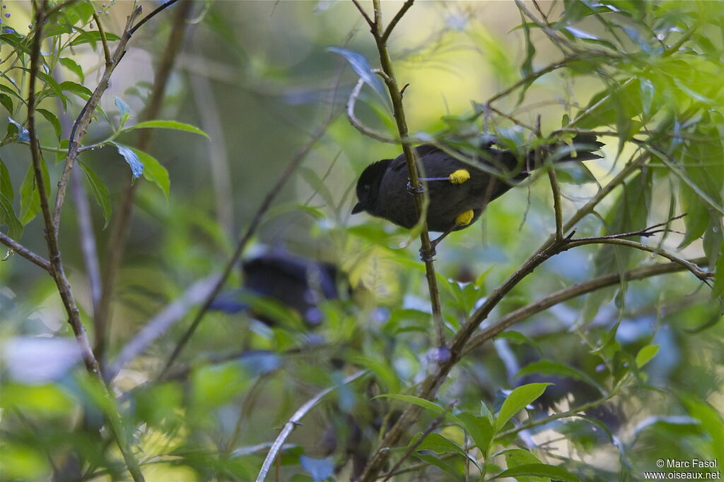 Yellow-thighed Brushfinchadult, identification