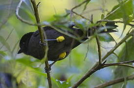 Yellow-thighed Finch