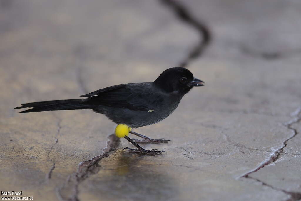 Yellow-thighed Finchadult, identification