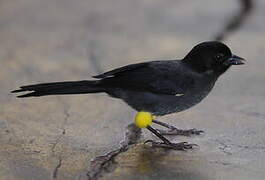 Yellow-thighed Finch