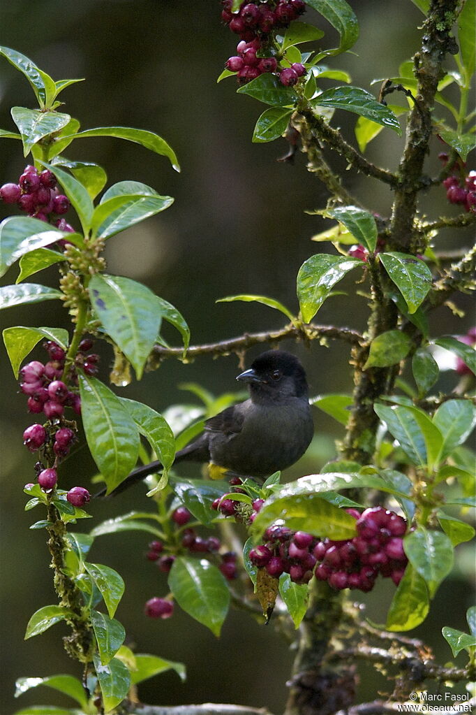 Yellow-thighed Finchadult, identification, feeding habits