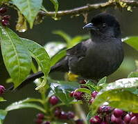 Yellow-thighed Brushfinch