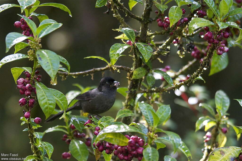 Yellow-thighed Brushfinchadult, habitat, feeding habits