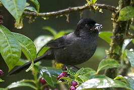 Yellow-thighed Finch