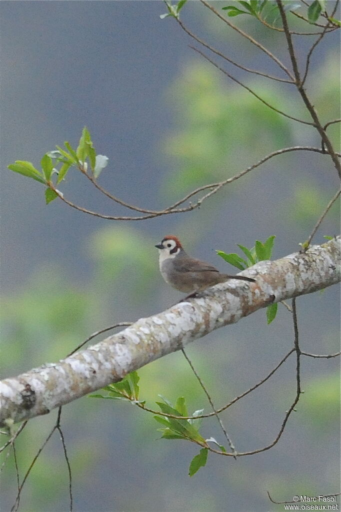 Prevost's Ground Sparrowadult, identification