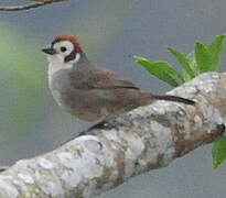 Prevost's Ground Sparrow