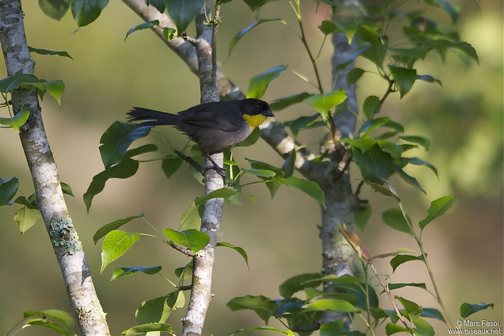 White-naped Brushfinch (gutturalis)adult breeding, identification