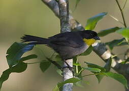 White-naped Brushfinch (gutturalis)