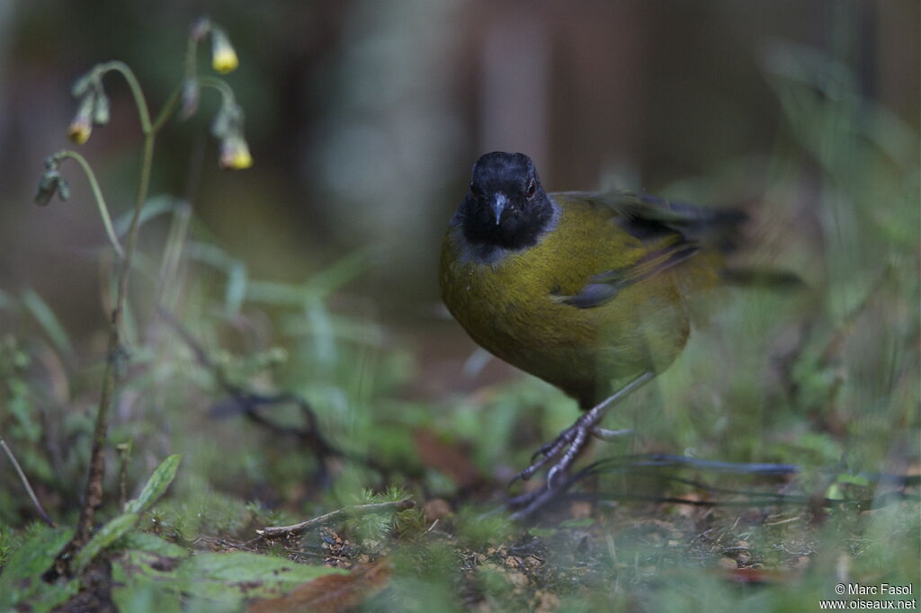 Large-footed Finchadult, identification