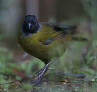 Large-footed Finch