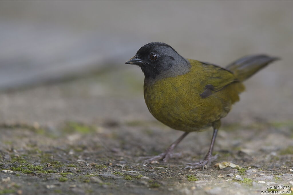 Large-footed Finchadult, identification