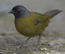 Large-footed Finch