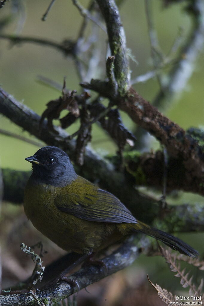 Large-footed Finchadult, identification