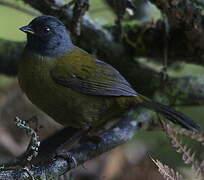 Large-footed Finch