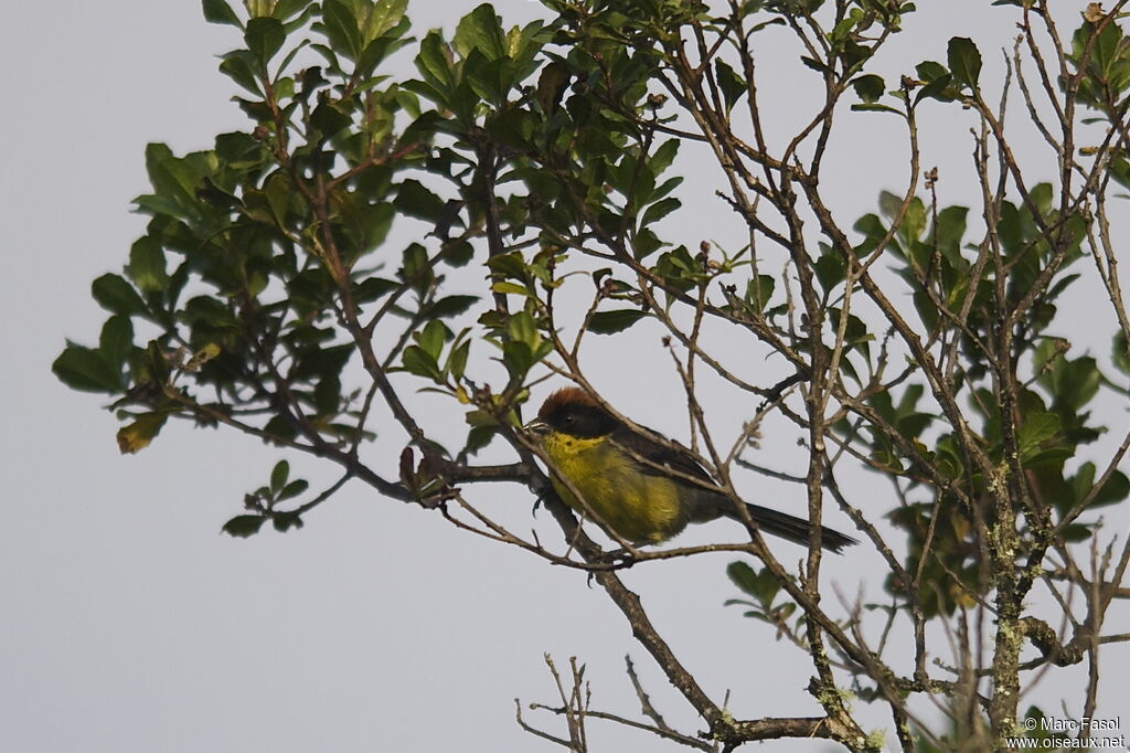 Tohi à miroiradulte, identification