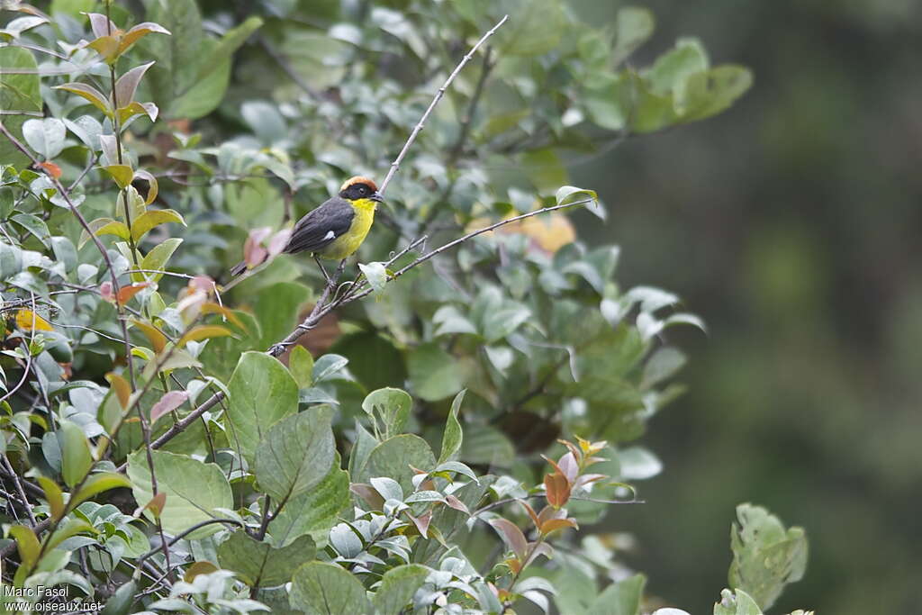 Yellow-breasted Brushfinchadult, identification