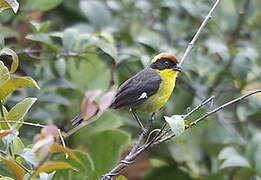 Yellow-breasted Brushfinch