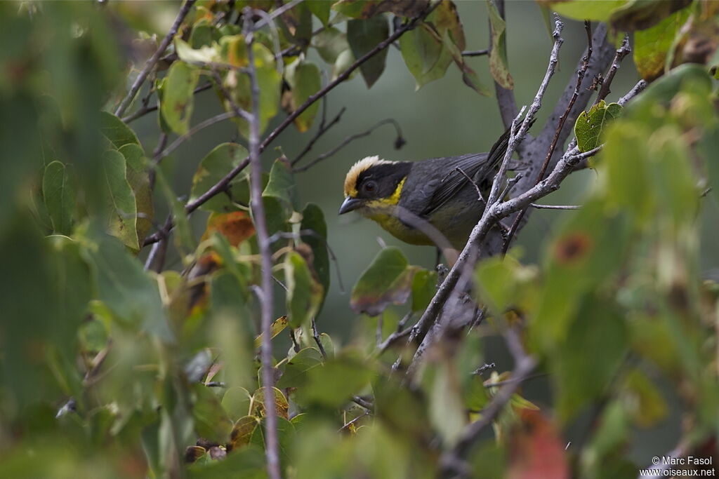 Yellow-breasted Brushfinchadult, identification