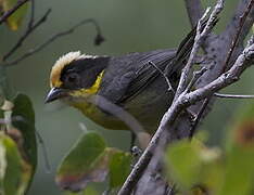 Yellow-breasted Brushfinch