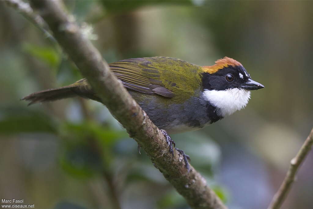 Chestnut-capped Brushfinchadult