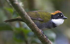 Chestnut-capped Brushfinch