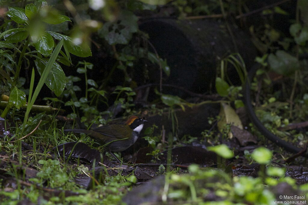 Tohi à nuque bruneadulte, identification