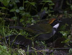 Chestnut-capped Brushfinch