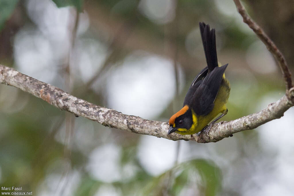 Bolivian Brushfinchadult, habitat, pigmentation, Behaviour