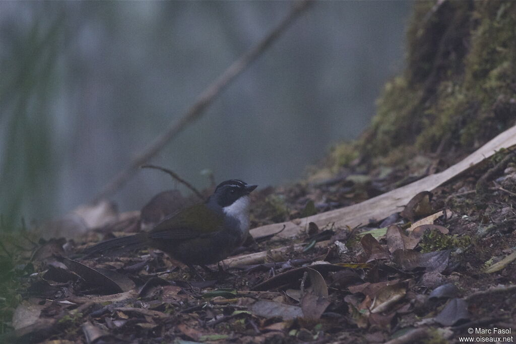 Grey-browed Brushfinchadult