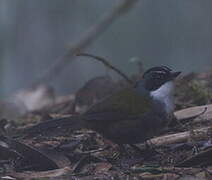 Grey-browed Brushfinch