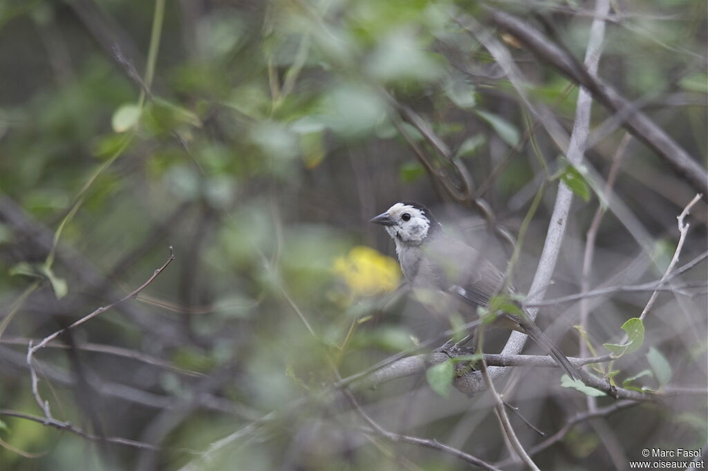 White-headed Brushfinchadult, identification