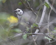 White-headed Brushfinch