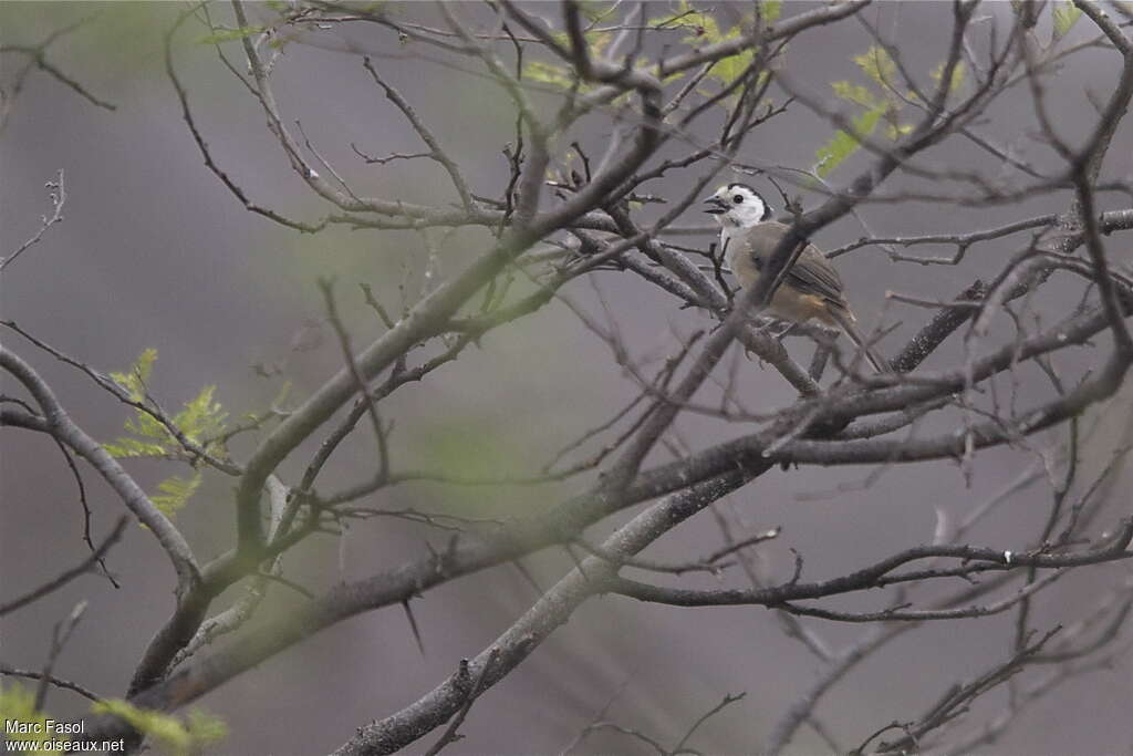 White-headed Brushfinchadult, identification