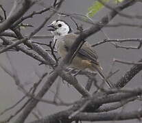 White-headed Brushfinch