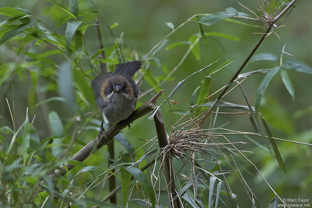 Apurimac Brushfinchjuvenile, identification