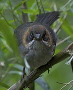 Apurimac Brushfinch