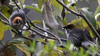 Apurimac Brushfinch