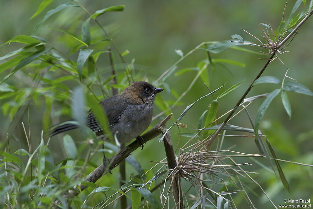 Apurimac Brushfinchjuvenile, identification