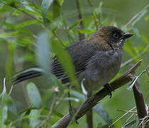 Apurimac Brushfinch