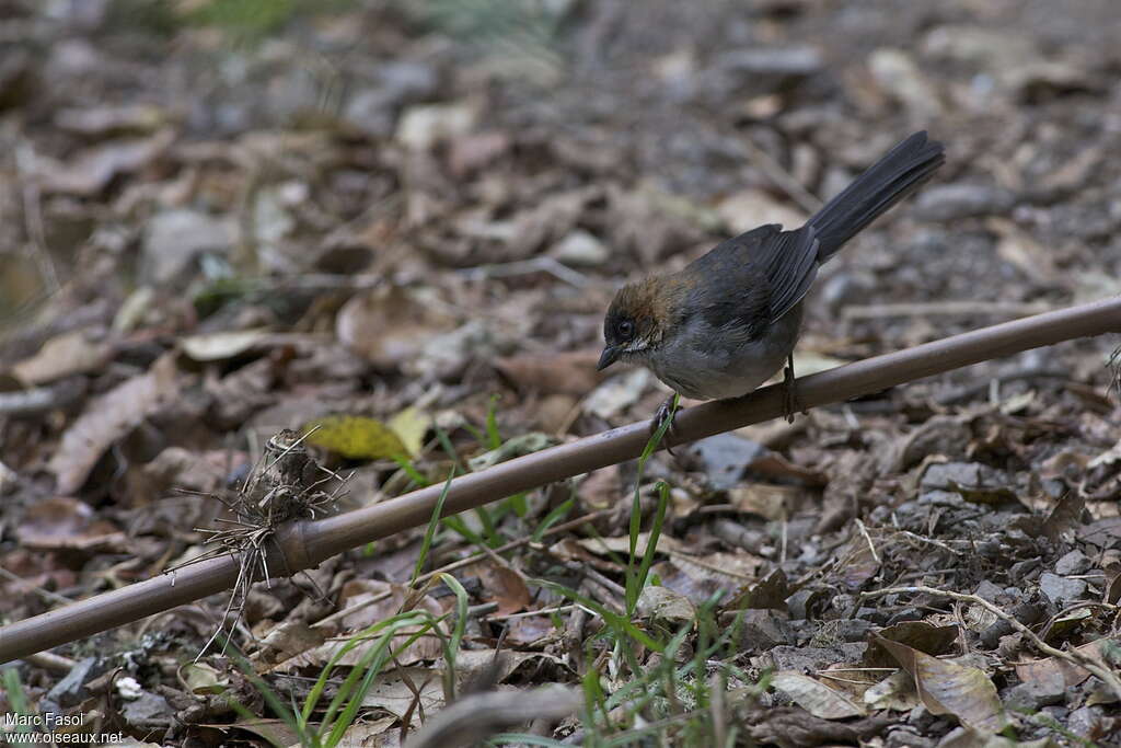 Apurimac Brushfinchjuvenile, identification