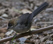 Apurimac Brushfinch