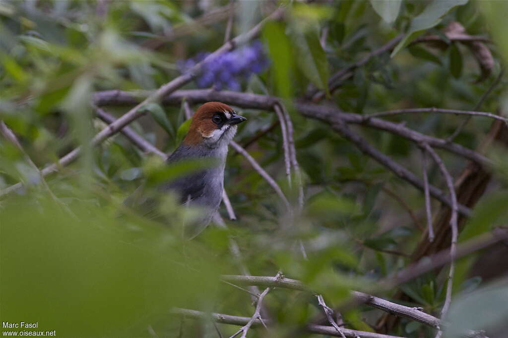 Apurimac Brushfinchadult, close-up portrait