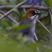 Apurimac Brushfinch